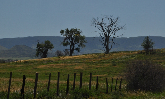 three trees